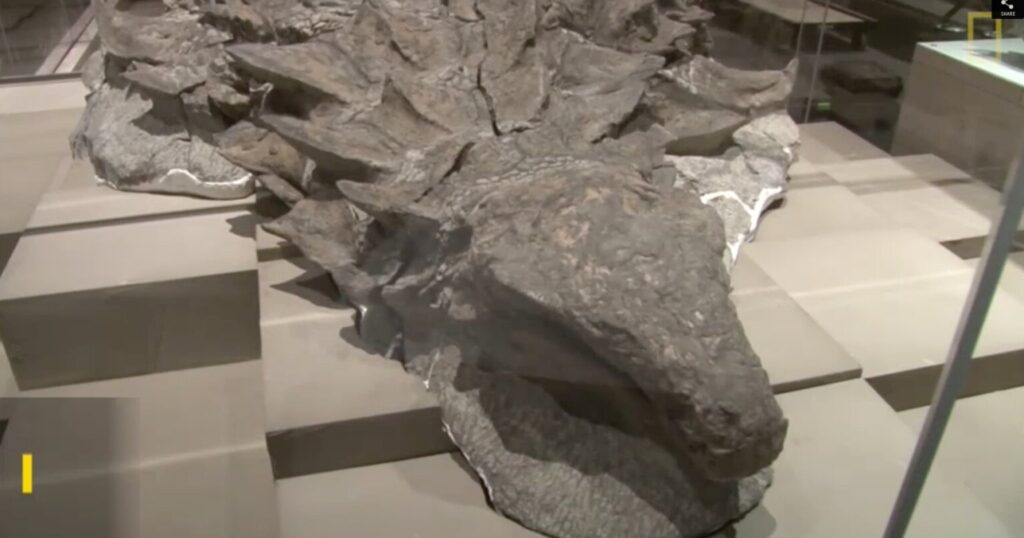 The Amazing Dinosaur Found (Accidentally) by Miners in Canada
