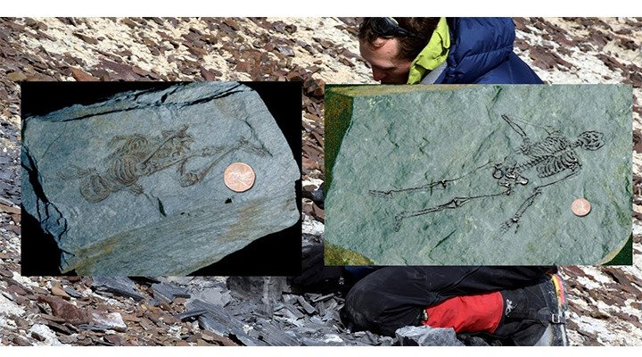 600 million-year-ago Fossils Of Tiny Humanoids Found In Antarctica