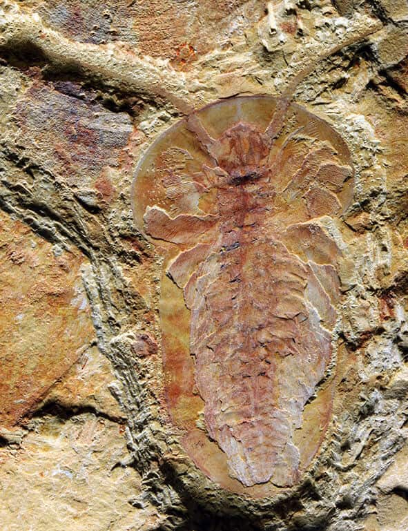 518-Million-Year-Old-Rocks Suggest Animal And Human Life May Have First Emerged In China