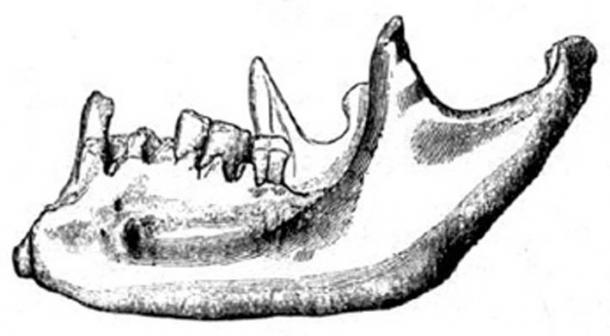 Ancient Anomalous Human Skeletons: Humanity Could be Much Older Than We Think