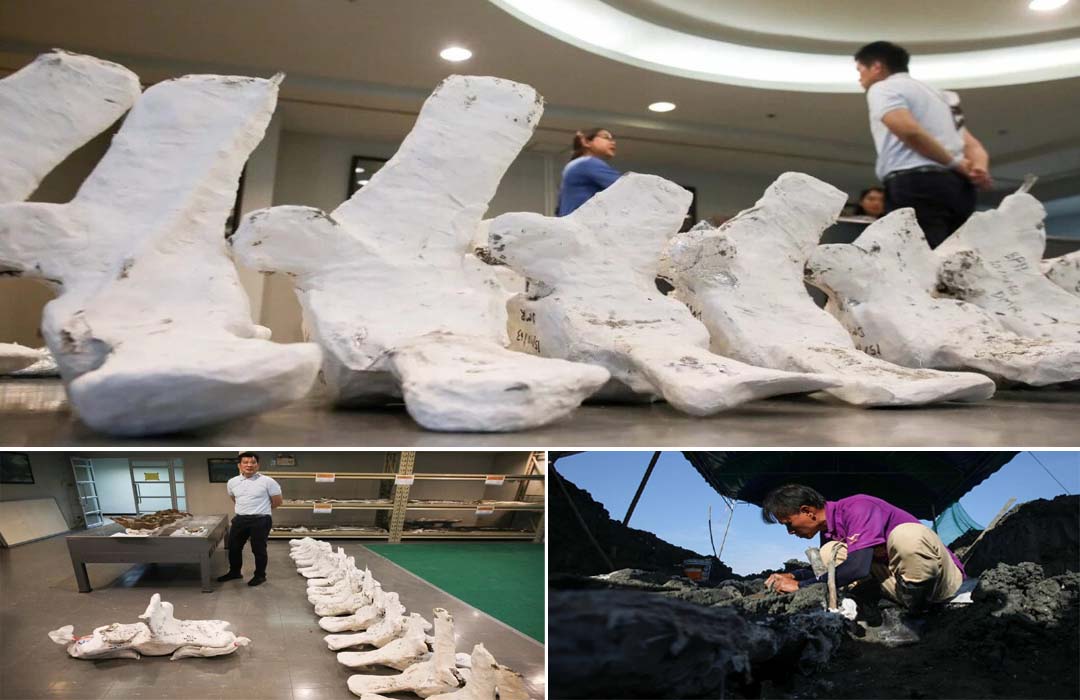5,000-year-old Bryde's Whale Skeleton Discovered in Thailand