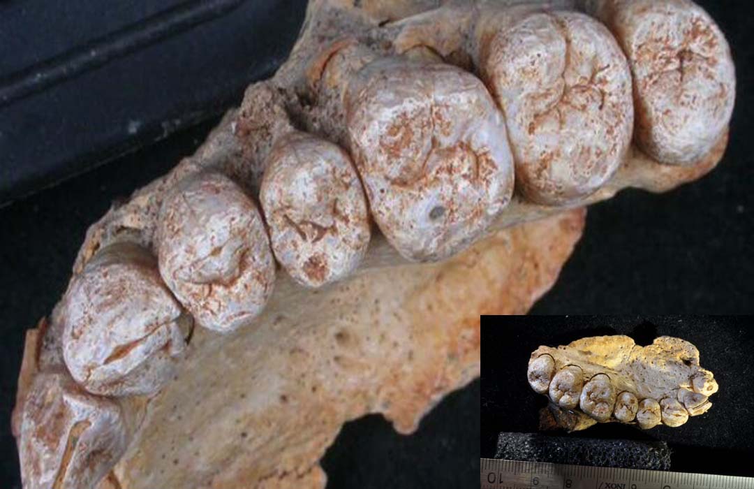 195,000 Years Oldest Fossils Found Outside of Africa