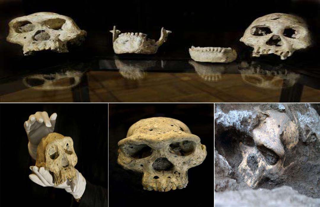 A 1.8-million-year-old Skull Provides Insight Into Our Evolutionary History