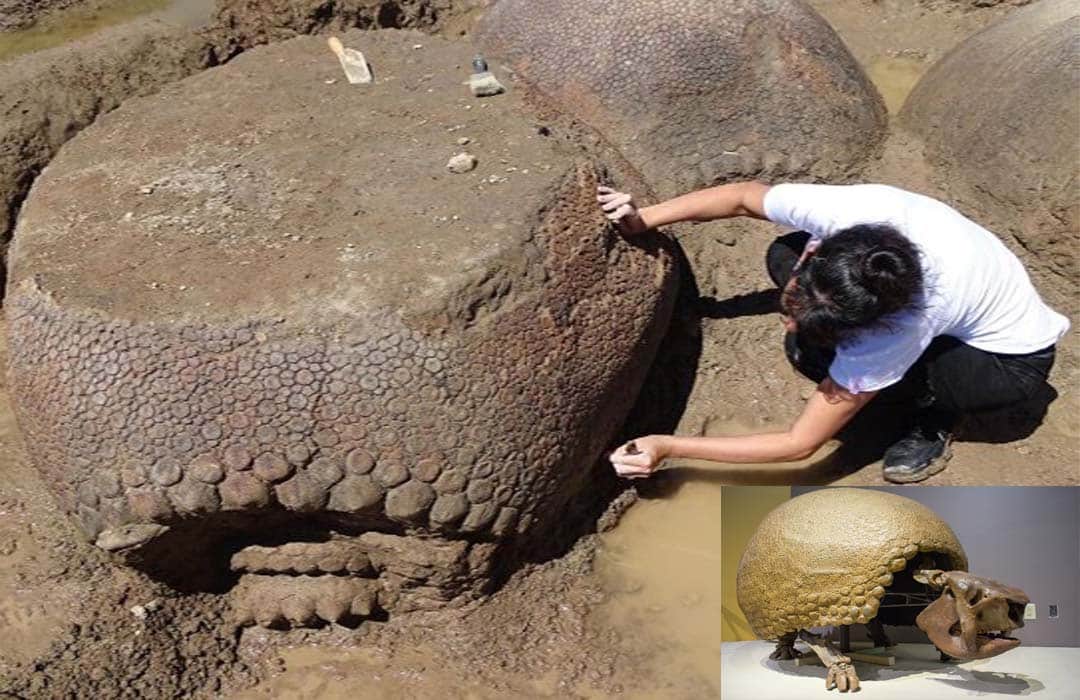 Massive 20,000-year-old Armadillo Shells Of The Size Of A CAR Found In Argentina