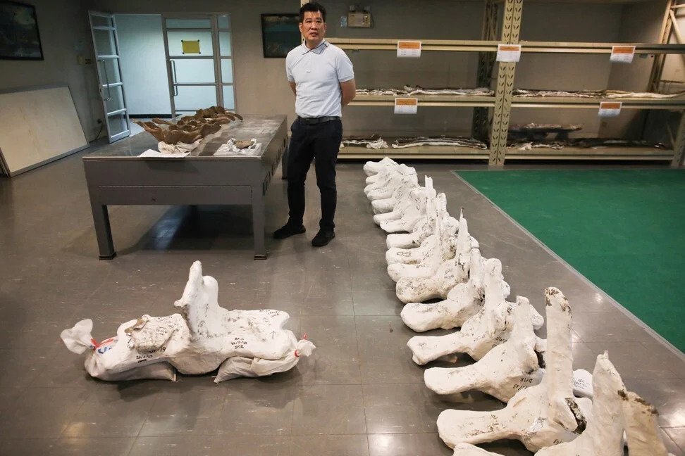 5,000-year-old Bryde's whale skeleton discovered in Thailand