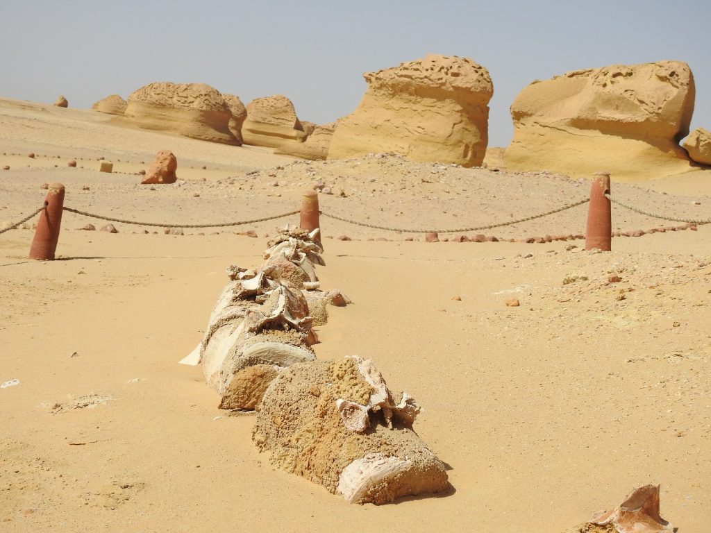 There’s a Valley of Whales in the Middle of Egypt’s Desert and its Millions of Years old