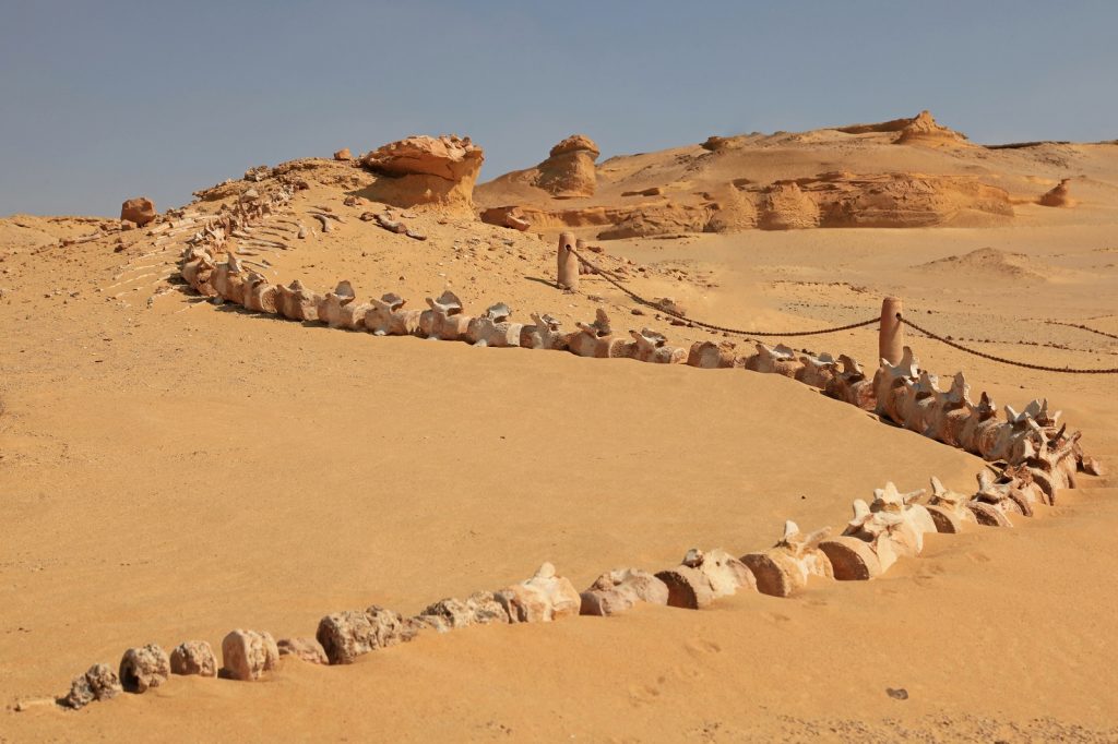 There’s a Valley of Whales in the Middle of Egypt’s Desert and its Millions of Years old