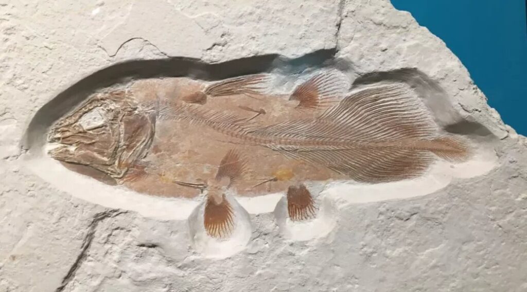 Great White Shark-Sized Ancient Fish Discovered By Accident From Fossilized Lung