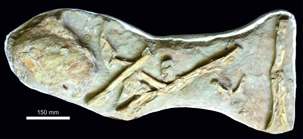 Great White Shark-Sized Ancient Fish Discovered By Accident From Fossilized Lung