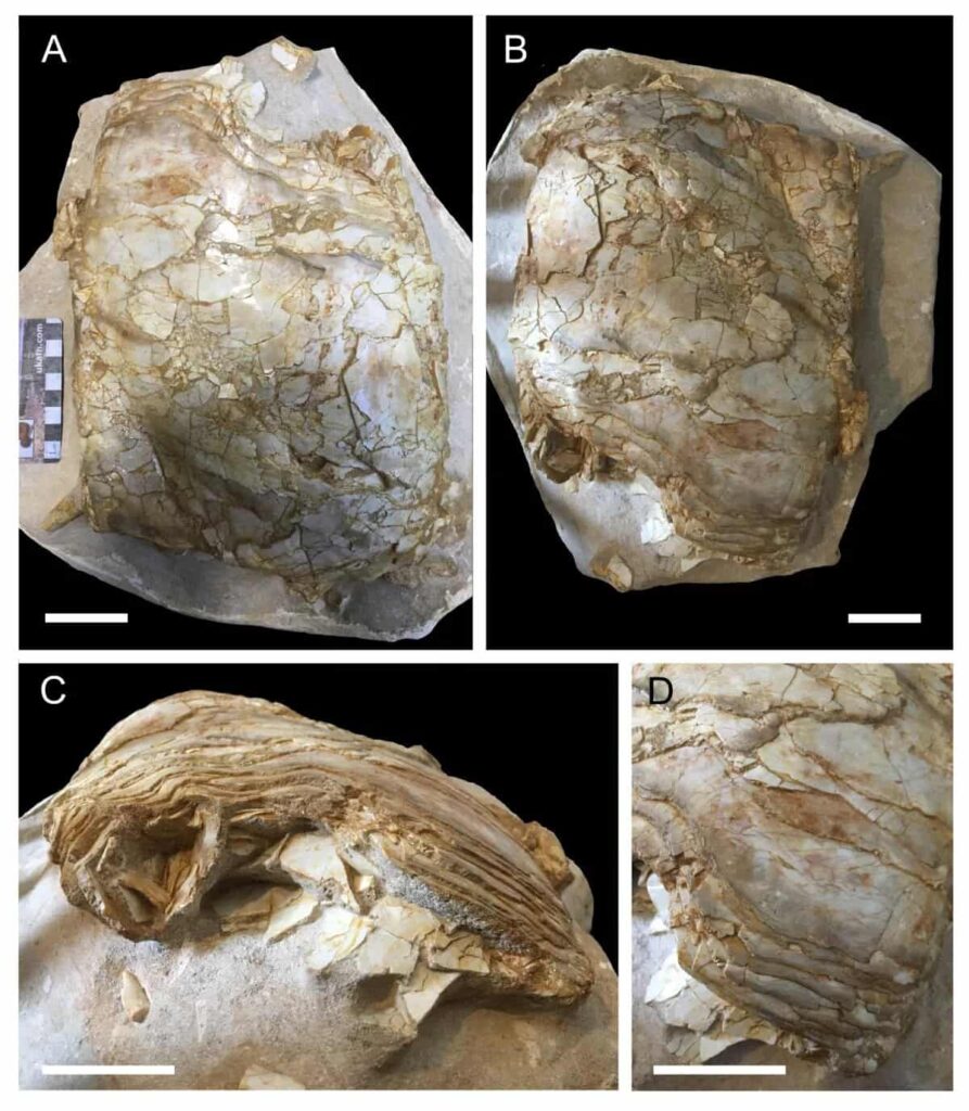 Great White Shark-Sized Ancient Fish Discovered By Accident From Fossilized Lung