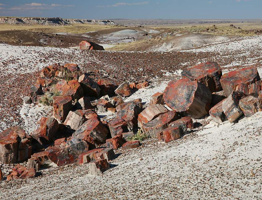 Petrified Opal Tree Trunk Situated In Arizona Its About 225 Million Years Old