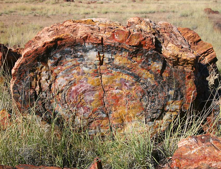 Petrified Opal Tree Trunk Situated In Arizona Its About 225 Million Years Old