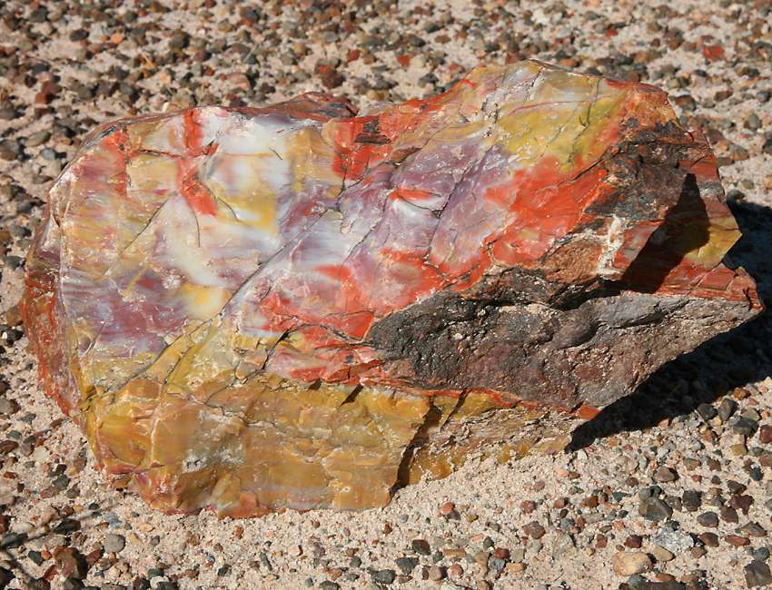 Petrified Opal Tree Trunk Situated In Arizona Its About 225 Million Years Old