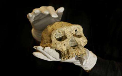 A 1.8-million-year-old Skull Provides Insight Into Our Evolutionary History