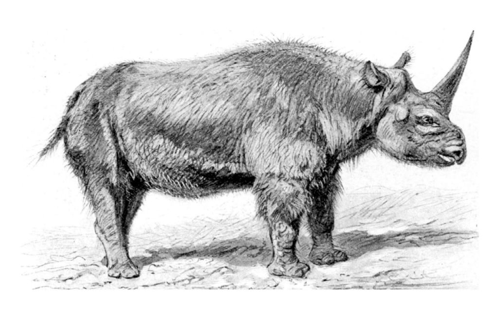 A Fossilised Skull Has Revealed When The Last ‘Siberian Unicorn’ Lived on Earth