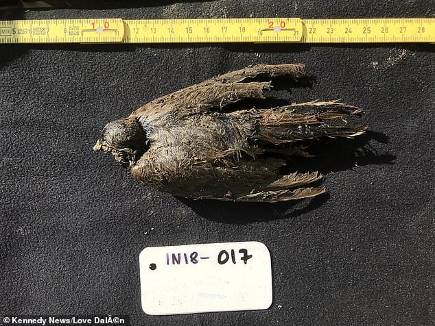 46,000-year-old Bird Found Frozen in Siberia Sheds Light on the End of Ice Age