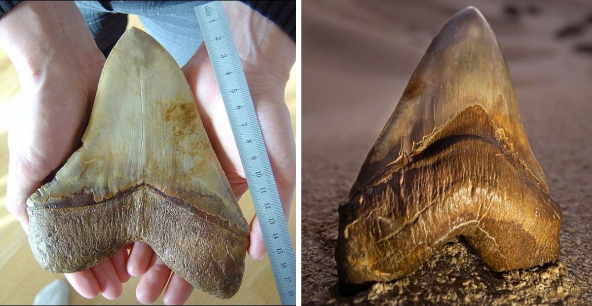 Giant Prehistoric Shark Teeth Discovered In The Desert