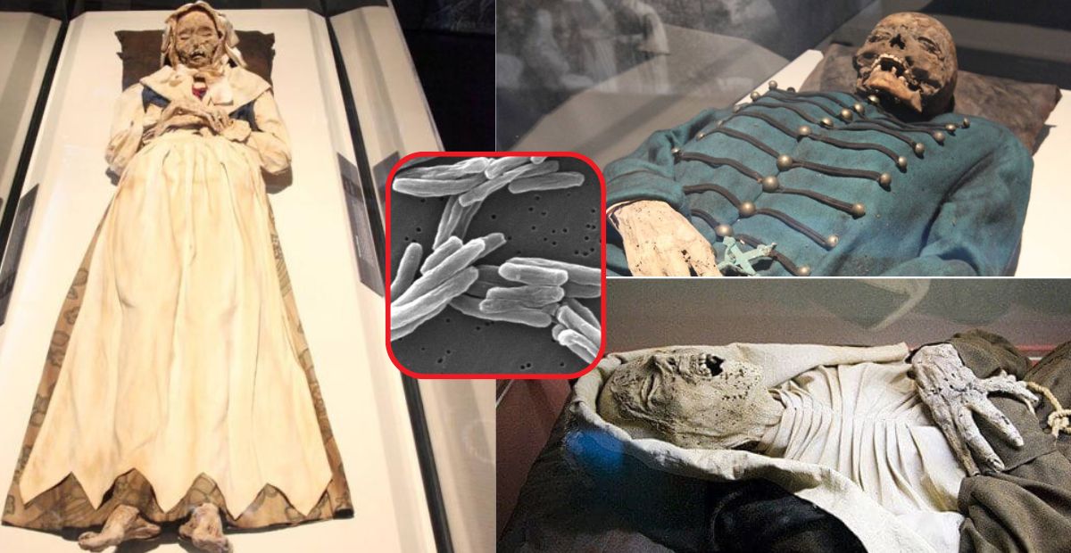 Jaw-Dropping Discovery: 18th-Century Mummified Monks Revealed Suffering From Tuberculosis Infections