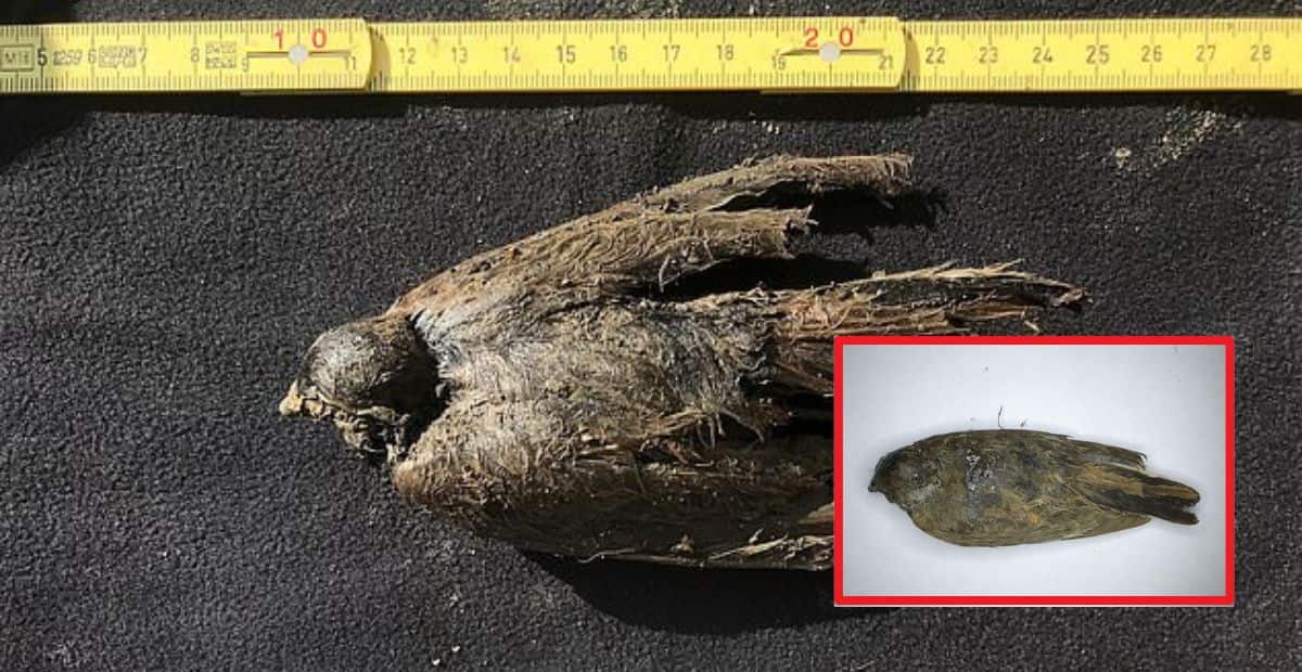 46,000-year-old Bird Found Frozen in Siberia Sheds Light on the End of Ice Age