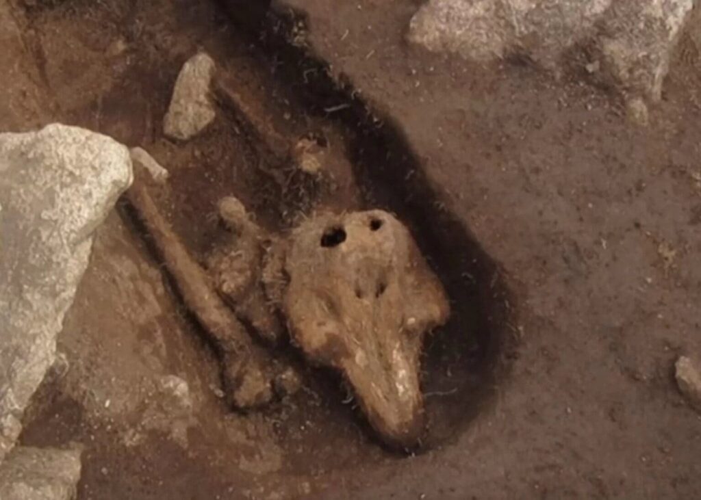 Bones of Handless Man Found Near Mysterious Medieval Dolphin Burial