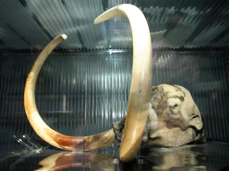 Million-year-old DNA from Mammoth Teeth Found in Siberia is Oldest Genome Ever Sequenced