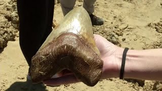 Giant Prehistoric Shark Teeth Discovered In The Desert