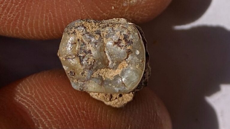 Archaeologists Discovery 1.8 Million-Year-Old Human Tooth in Georgia