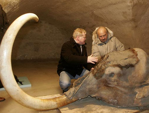 Million-year-old DNA from Mammoth Teeth Found in Siberia is Oldest Genome Ever Sequenced