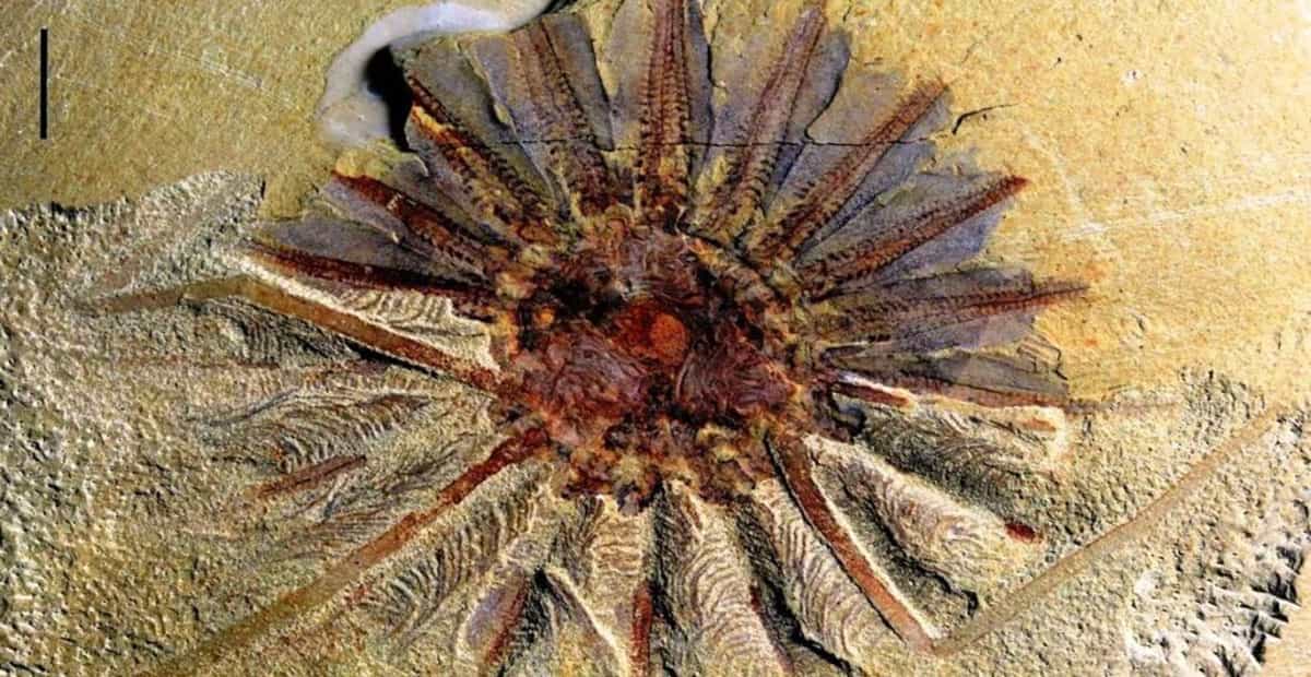 Sea Monster with Tentacles Coming out of its Mouth Discovered