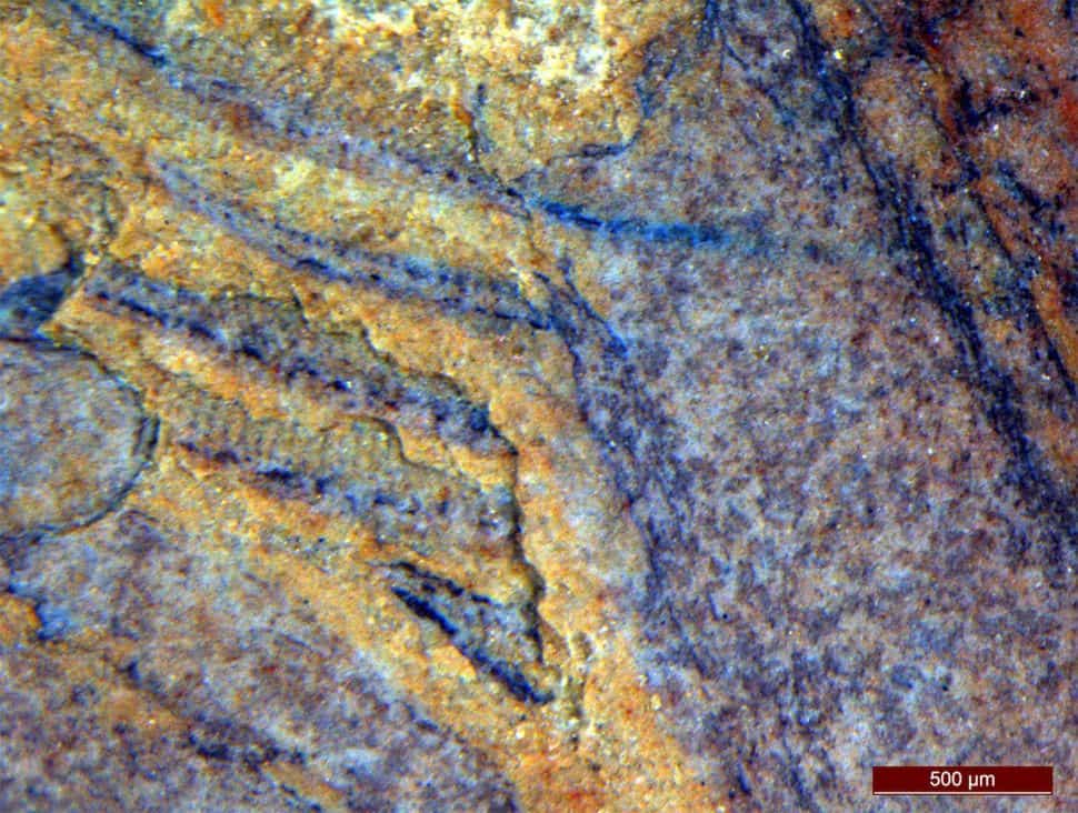 520 Million-year-old Sea Monster with Tentacles