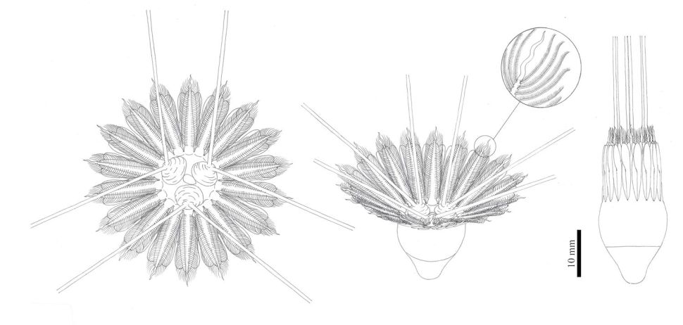 20 Million-year-old Sea Monster with Tentacles 