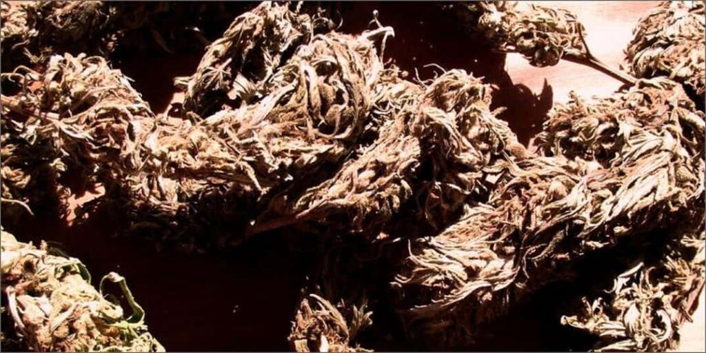 Found by Scientists Is the World's Oldest Marijuana Stash