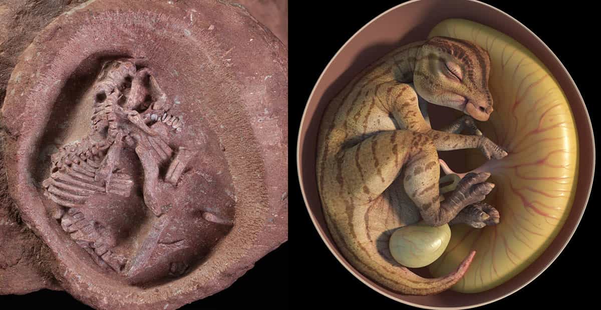 Perfectly Preserved Dinosaur Embryo Discovered Inside a Fossilized Egg In China