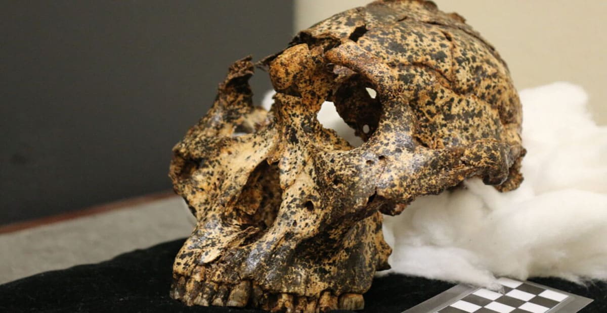 Fossil Child Skull 2.2-million-years-ago Reveals Humans Smarted Great Apes key childbirth