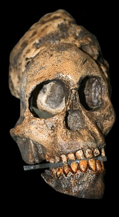 Fossil Child Skull 2.2-million-years-ago Reveals Humans Smarted Great Apes key childbirth