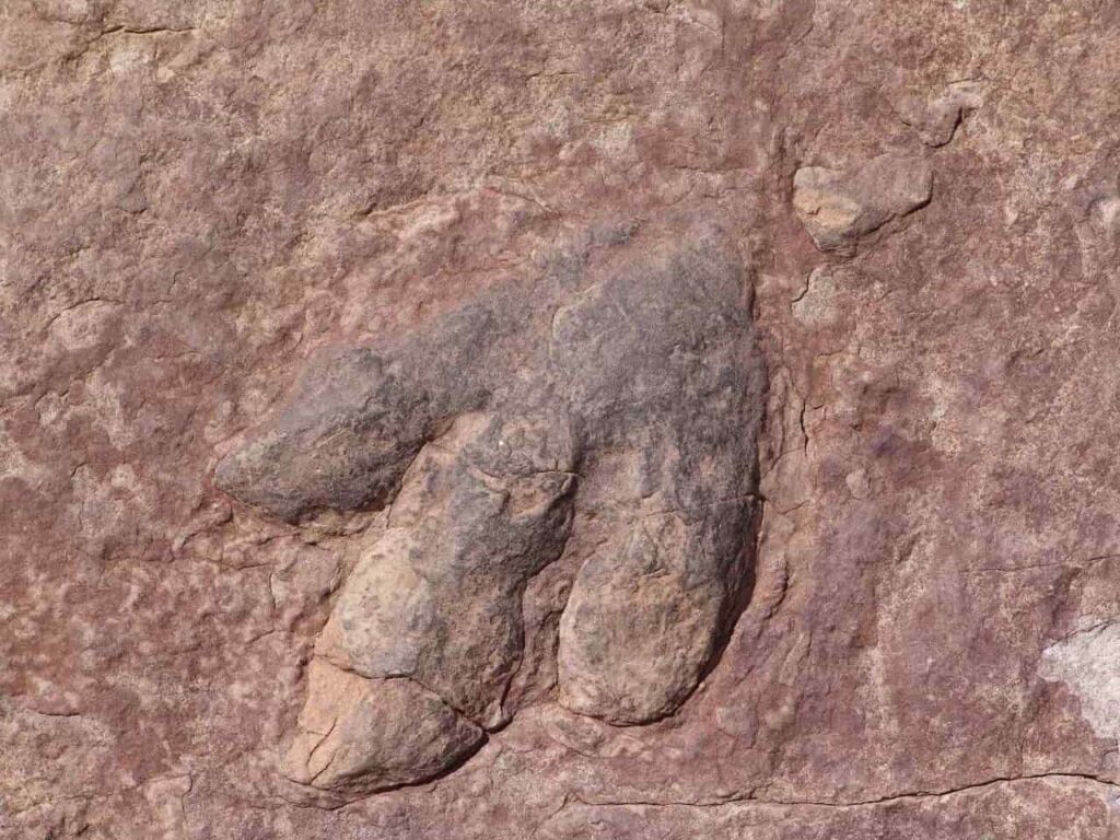 Footprints Of Last Dinosaurs To Walk On UK Soil 110 Million Years Ago Found