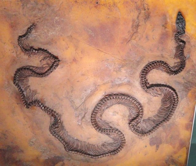 Fossil of a Beetle Inside a Lizard Inside a Snake: An Ancient Food Chain