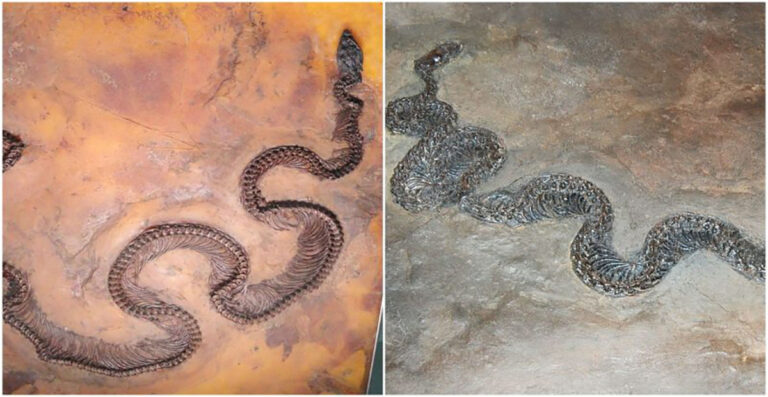 Fossil of a Beetle Inside a Lizard Inside a Snake: An Ancient Food ...