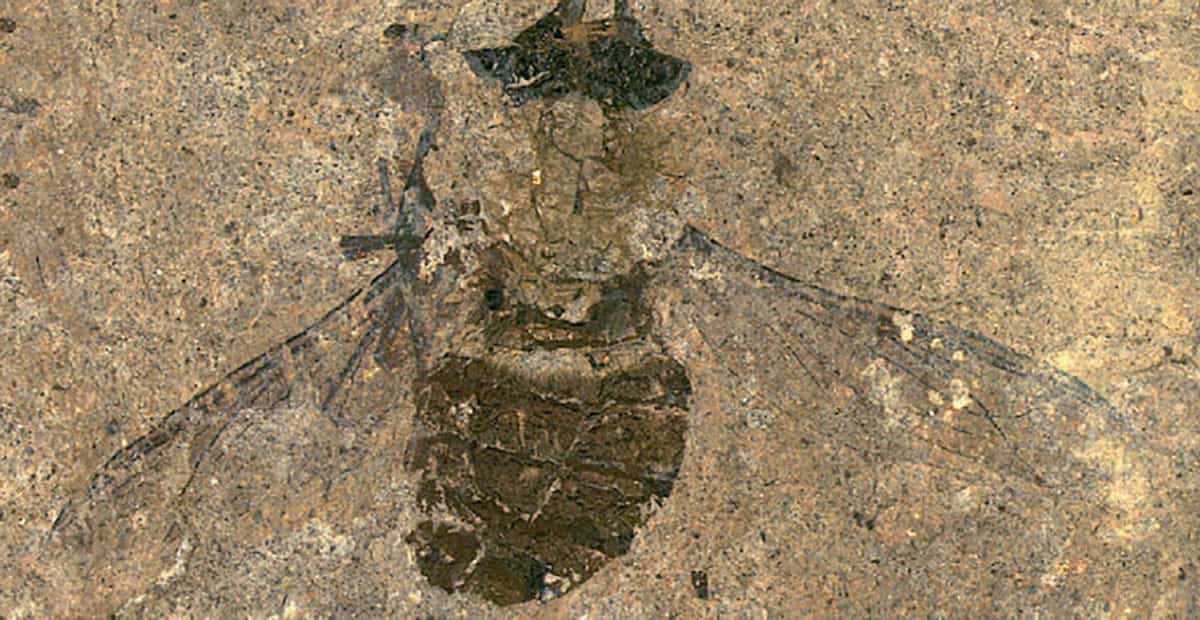 Oldest Ever Fly With Stomach Full Of Food Found After 47 Million Years