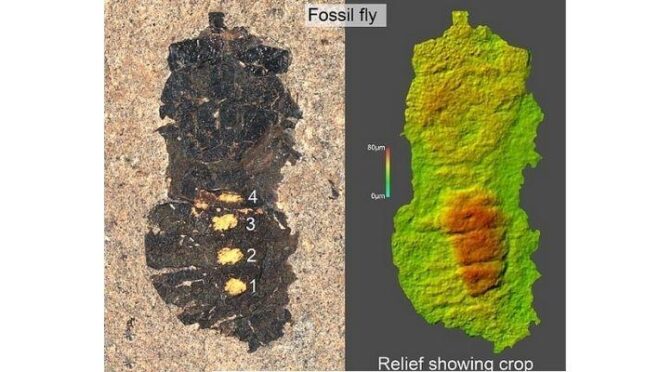 Oldest Ever Fly With Stomach Full Of Food Found After 47 Million Years