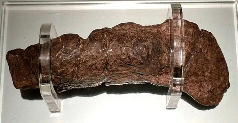 Turd Shell The Largest Fossilized Human Turd Ever Found Came From a Sick Viking ...