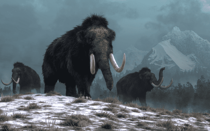 Humans Did Not Cause Woolly Mammoths to go Extinct, Climate Change Did