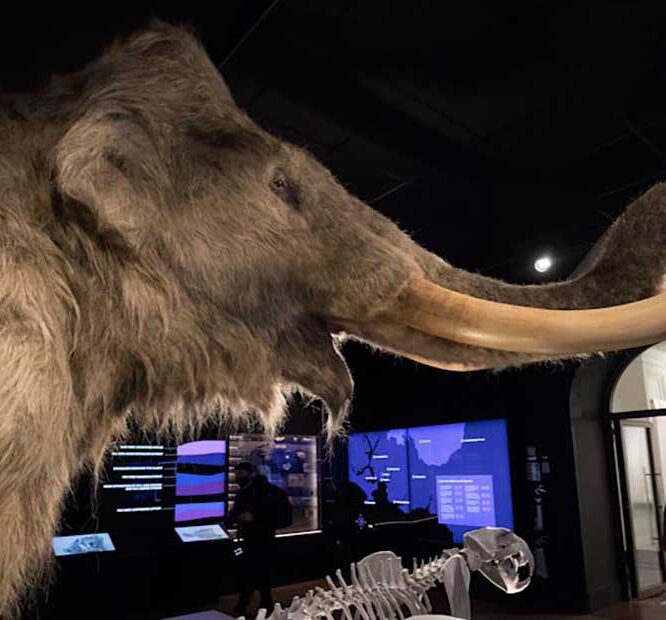 Humans Definitely Killed Off Woolly Mammoths Giant - vrogue.co