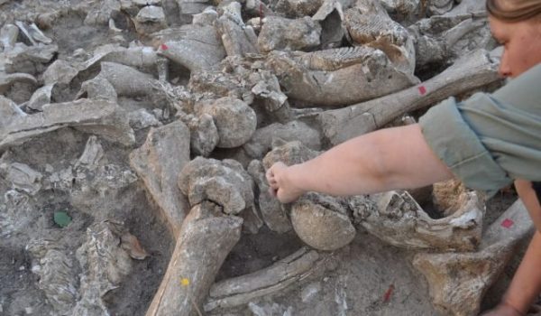 Hut Built Out of Mammoth Bones