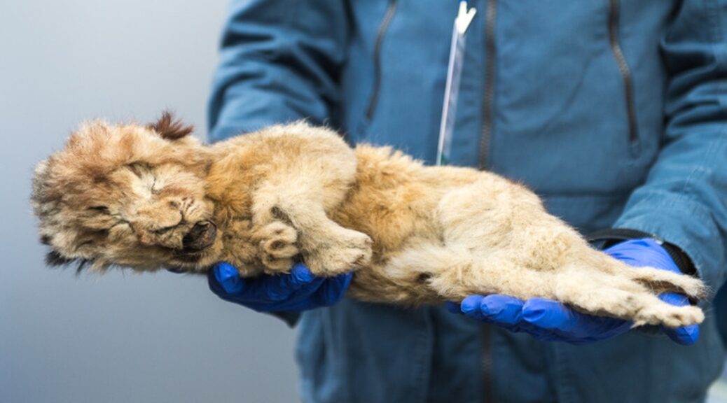 Frozen Lion Cub From Siberia