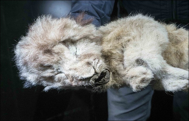 Frozen Lion Cub From Siberia