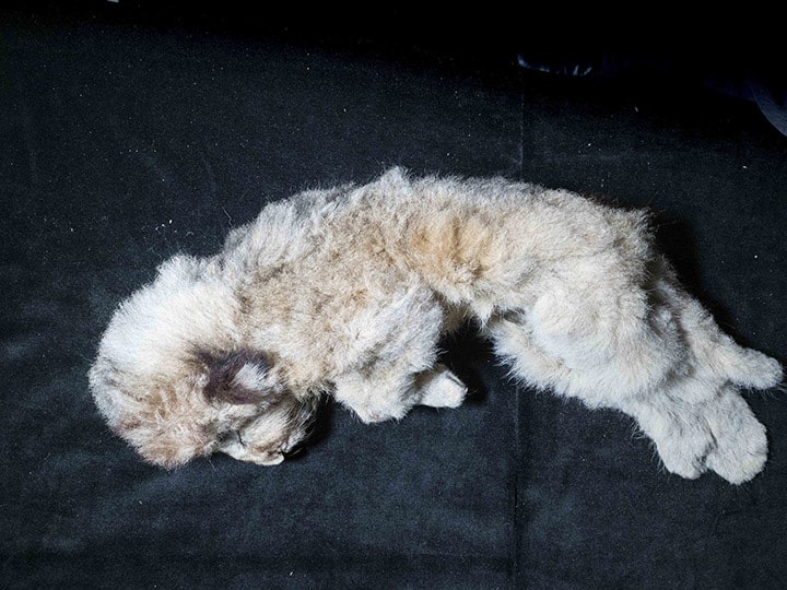 Frozen Lion Cub From Siberia