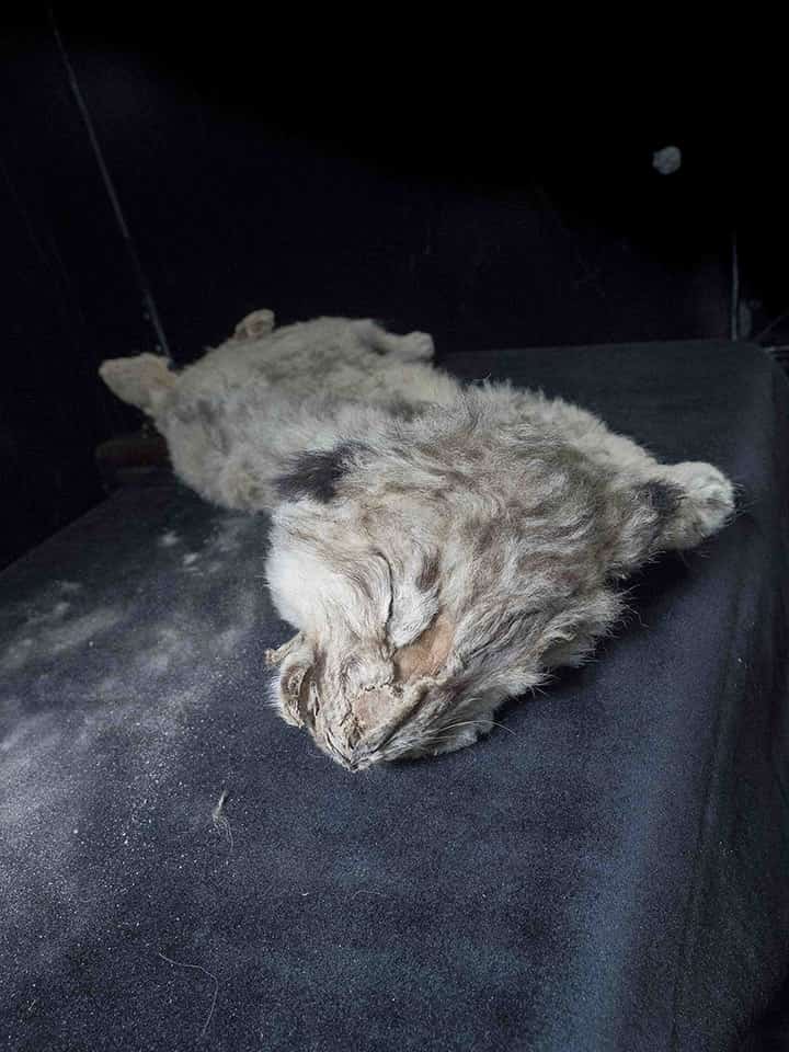 Frozen Lion Cub From Siberia