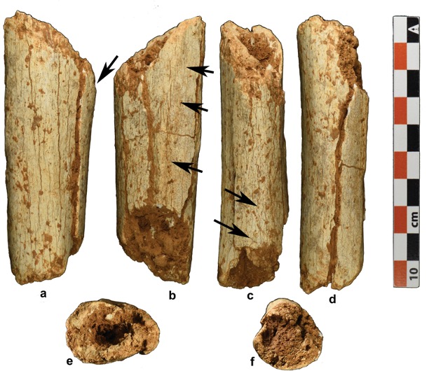 The Oldest Signs of Modern Humans From 86,000 Years Ago Found in Laotian Cave