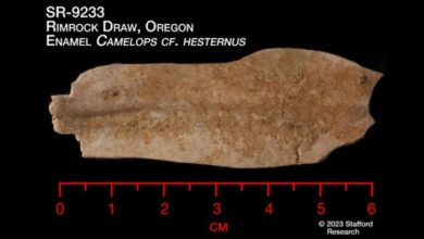 Relics Discovered In Oregon